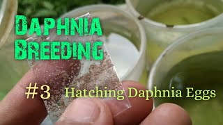 Daphnia Culture made simple and easy 3  Hatching Daphnia eggs [upl. by Inhoj]