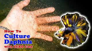 How to Culture Daphnia with ZERO Cost  Unlimited Live Food For Our Fish [upl. by Trebeh683]