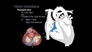 DrNagy  CVS Course 2021  Lecture 3  Rhythmicity amp Conductivity [upl. by Dorthea204]