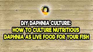 DIY Daphnia Culture How to Culture Nutritious Daphnia as Live Food for Your Fish [upl. by Nehpets52]