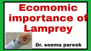 economic importance of LampreypetromyzonAmmocoet larva [upl. by Esirahs575]