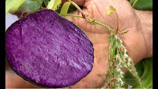 Purple Yam UbeUbi Vines Flowering in California Harvesting Dioscorea Alata Soon [upl. by Ecinahs]