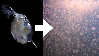 How I Culture Daphnia [upl. by Aleka303]