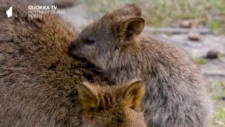 Quokka TV [upl. by Wardieu]