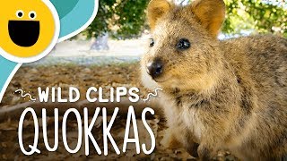 Happy Quokka Smile  Wild Clips Sesame Studios [upl. by Yrrad]