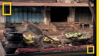 Drunk Monkeys  National Geographic [upl. by Ennovyahs]