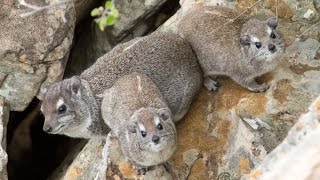 The eerier call of the Rock Hyrax Dassie [upl. by Davie]