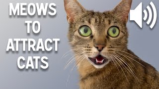 Sounds that attract cats  Meow to make cats come to you [upl. by Christiano]