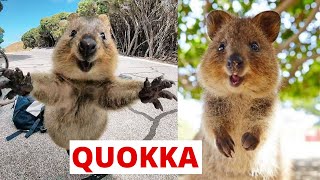 What are Quokka Animals [upl. by Favianus]