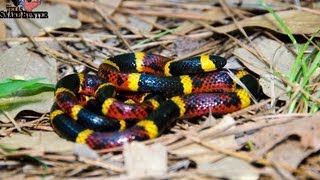 Coral Snake Vs Milksnake [upl. by Llehsar647]