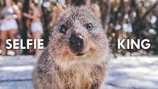 Quokkas The Happiest Animals on the Internet [upl. by Kurth]