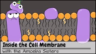 Inside the Cell Membrane [upl. by Zetnas]