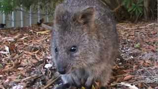 The Incredibly cute camera sniffing Quokkas from Rottnest Island [upl. by Cilurzo425]