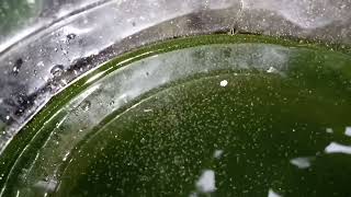 DAPHNIA MOINA CULTURE IN A SMALL BUCKET [upl. by Einimod]