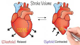 Easy Physiology  CVS  Cardiac Action Potential [upl. by Flan849]