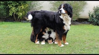 Chiot Bouvier Bernois de 2 mois avec sa maman [upl. by Conner]