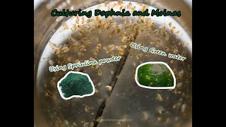 How To Culture Daphnia and Moinas using Green Water Spirulina powder [upl. by Anniahs]