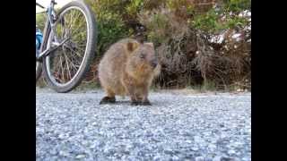 Quimby the Curious Little Quokka [upl. by Bringhurst]