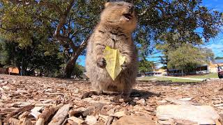 Want to see a quokka eat a leaf [upl. by Pomfrey998]