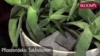 Pflanzendeko Sukkulenten  DIY  BLOOMs Floristik [upl. by Alrich215]