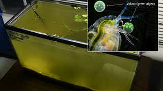 Raising Daphnia for the Freshwater Aquarium [upl. by Dnalyk]