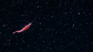 Spectacular Swimming Shrimp  Nautilus Live [upl. by Yul]