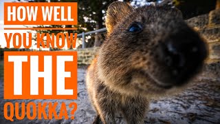 Quokka  Description Characteristics and Facts [upl. by Beata]