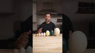 I Cooked the World’s CRAZIEST Eggs [upl. by Harness]