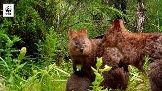 Tiny Quokka Joey Discovered on Sensor Camera  WWFAustralia [upl. by Notelrahc770]