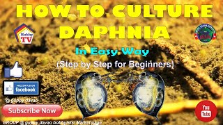 HOW TO CULTURE DAPHNIA In Easy Way [upl. by Suirred925]